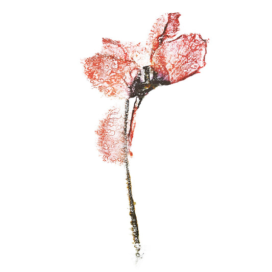 Fine Art - Enigmatic Petal Imagery  - Limited Edition