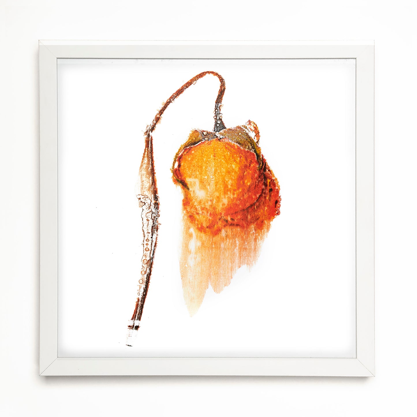 Fine Art - Unexpected Splendor - Limited Edition (Framed)